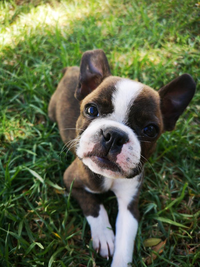 Cute Boston Terrier puppy sitting on grass, looking up with charm.