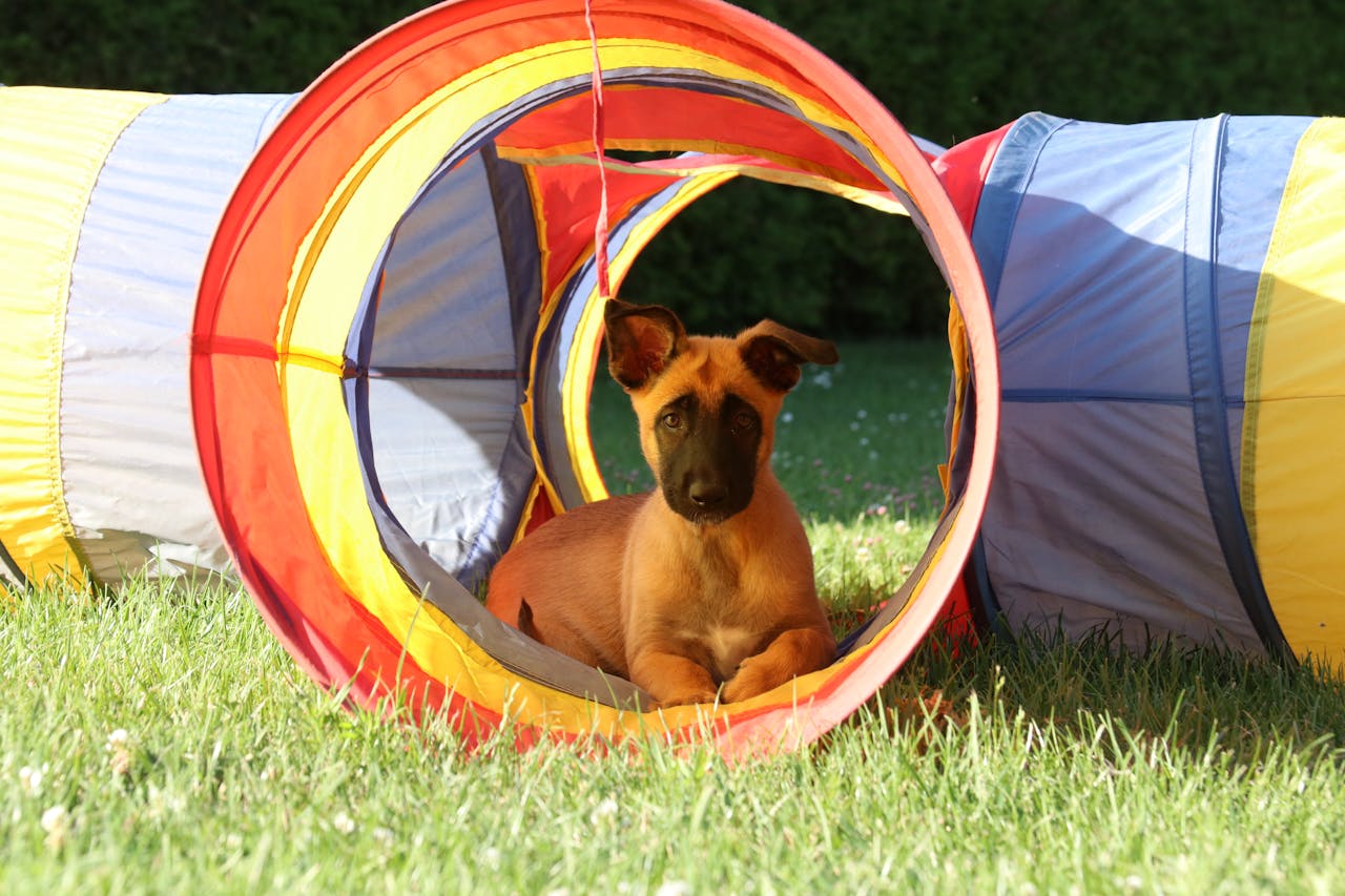 Adorable Malinois puppy resting inside a vibrant play tunnel on a sunny day.