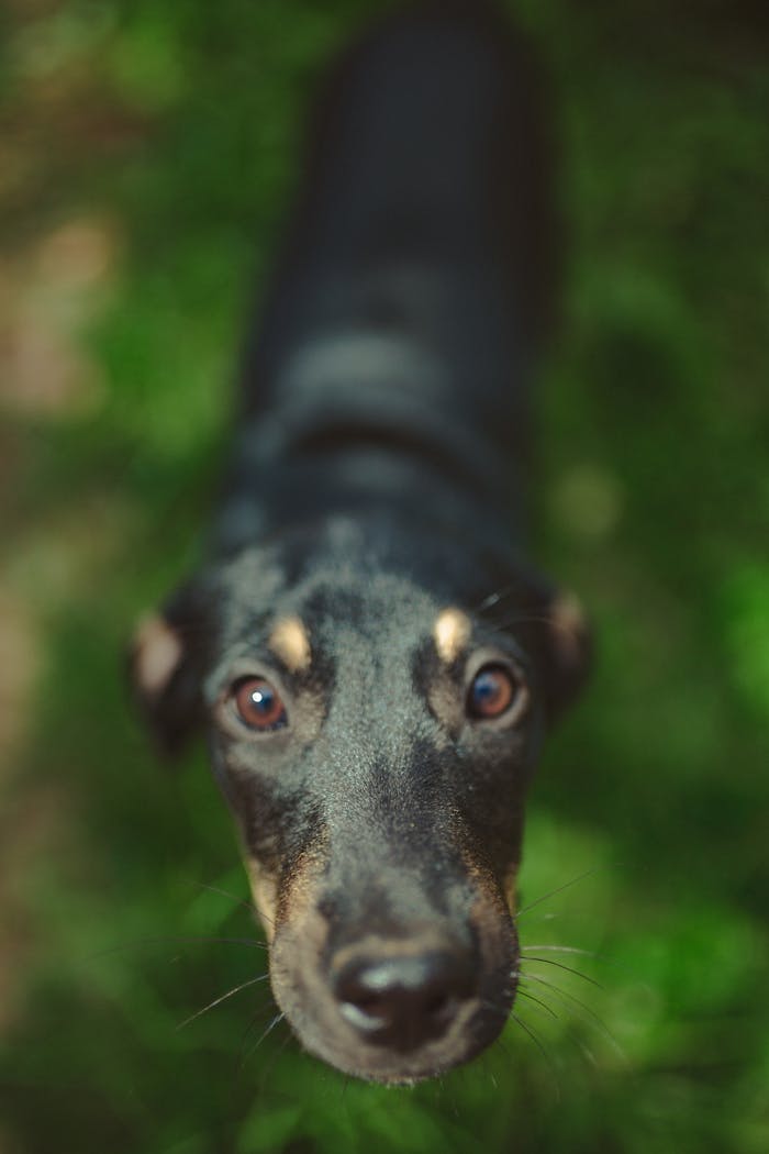 Services From above cute black dog with brown eyes looking sincerely at camera on green meadow